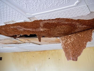 Professional mold remediation services in Milwaukee
